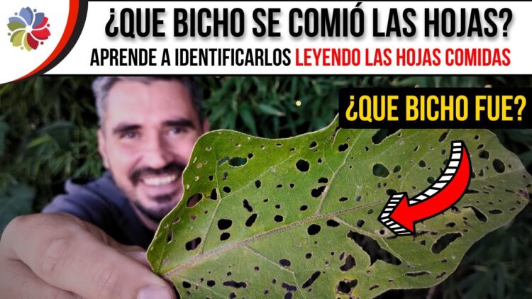 [ID: bJKsz3XAZPQ] Youtube Automatic