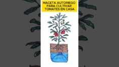 [ID: cOr9ZKXZd2M] Youtube Automatic