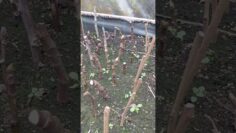 [ID: dHXI40901_M] Youtube Automatic