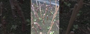 [ID: dHXI40901_M] Youtube Automatic