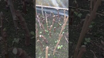 [ID: dHXI40901_M] Youtube Automatic