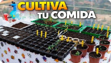 [ID: EdVdTbzeCMo] Youtube Automatic