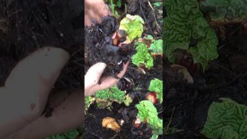 [ID: FmsneLSKXV4] Youtube Automatic