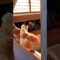 [ID: gEGd5v_qOUI] Youtube Automatic