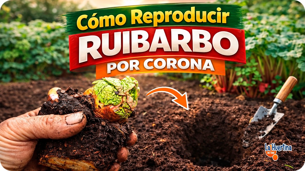 Precargar imagen