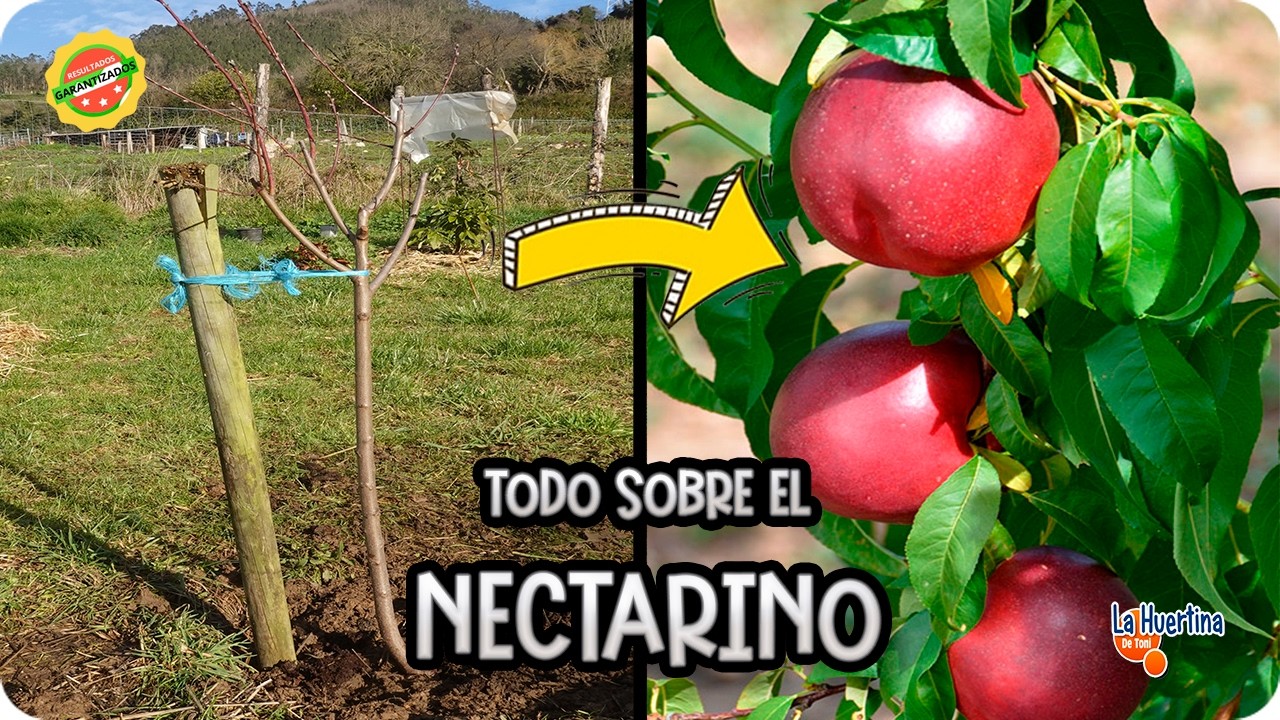 Precargar imagen