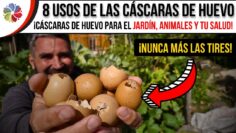 [ID: iOJswzT7-gQ] Youtube Automatic