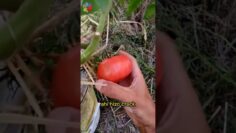 [ID: JLb70uvExSo] Youtube Automatic