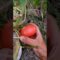 [ID: JLb70uvExSo] Youtube Automatic