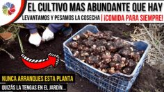 [ID: ldxSSatBtr0] Youtube Automatic
