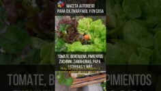 [ID: LUaDJUK04UU] Youtube Automatic