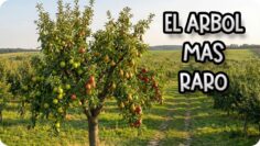 [ID: lzWWZVDEti0] Youtube Automatic