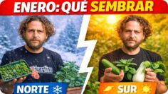 [ID: nEX3XTYAtMo] Youtube Automatic