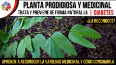 [ID: nikzT86eSo4] Youtube Automatic