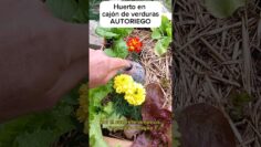 [ID: oAUqWl1lg4M] Youtube Automatic