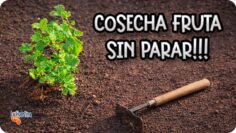 [ID: OMcSdA4Rz0o] Youtube Automatic