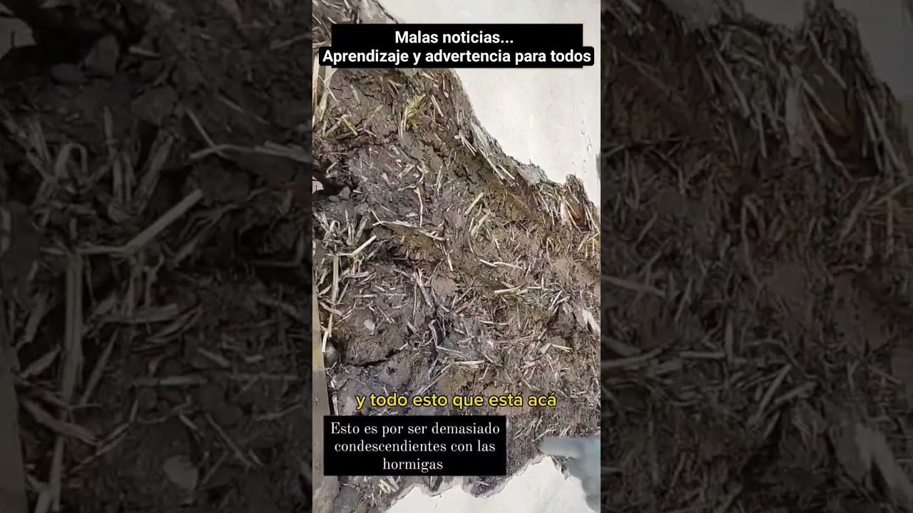 Precargar imagen
