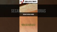 [ID: rdMujuRw87o] Youtube Automatic