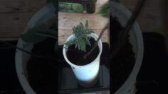 [ID: yYzKR5ABhwQ] Youtube Automatic