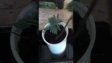 [ID: yYzKR5ABhwQ] Youtube Automatic